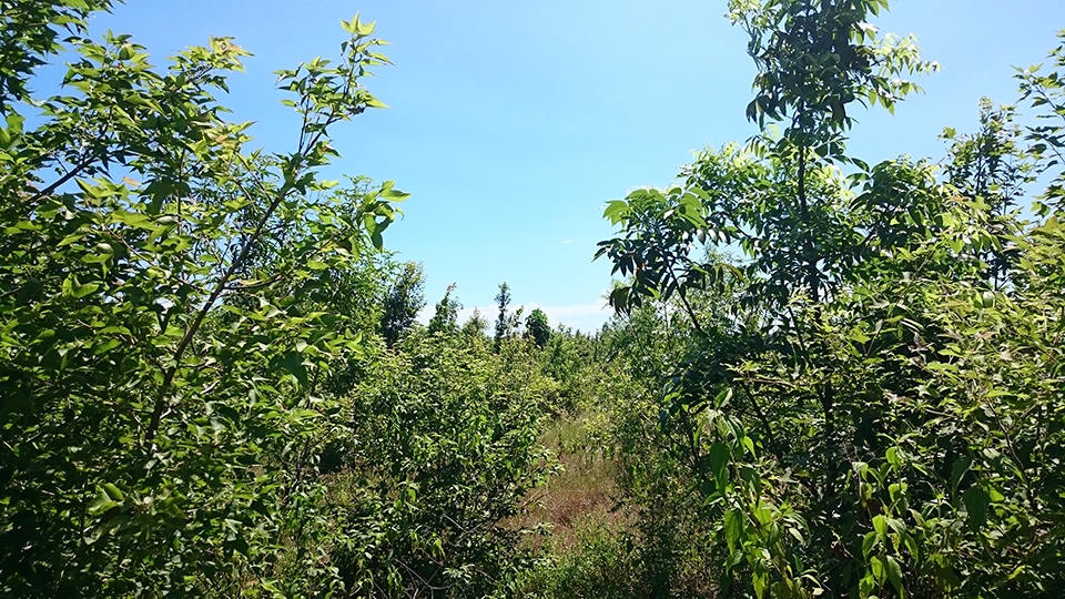 民國98年第二期植林種下的楓香，現在綠意盎然。